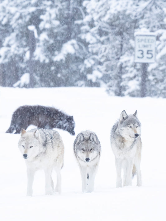 "Three Of A Kind" By Kyle Moon