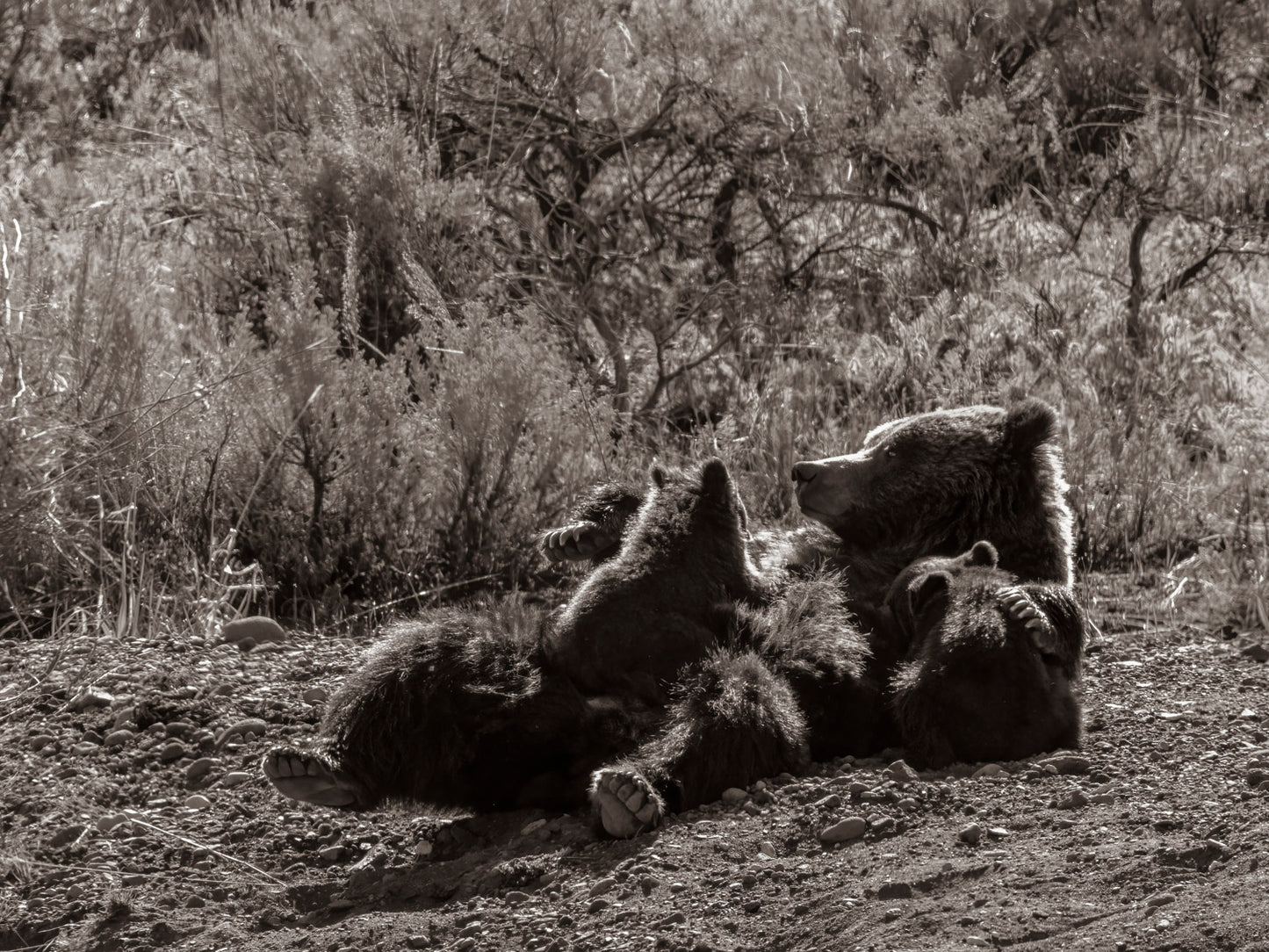 "Motherly Duties" By Kyle Moon