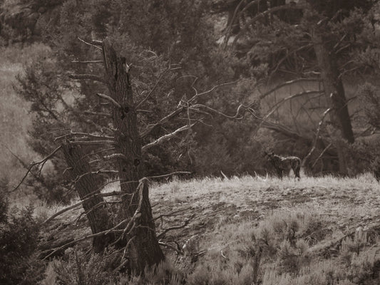 "Shed Hunter" By Kyle Moon