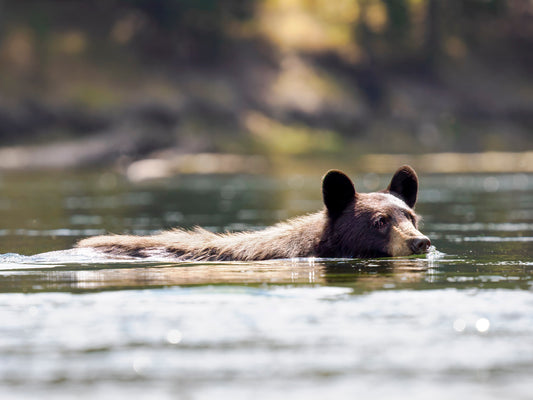 "Bearly Crossing" By Kyle Moon