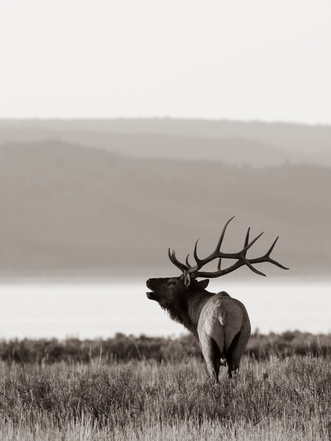 "Yellowstone Lake Bull" By Kyle Moon
