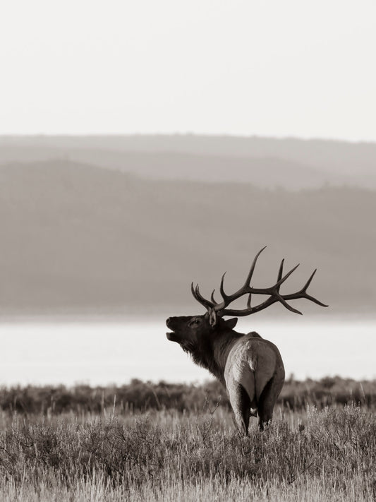 "Yellowstone Lake Bull" By Kyle Moon
