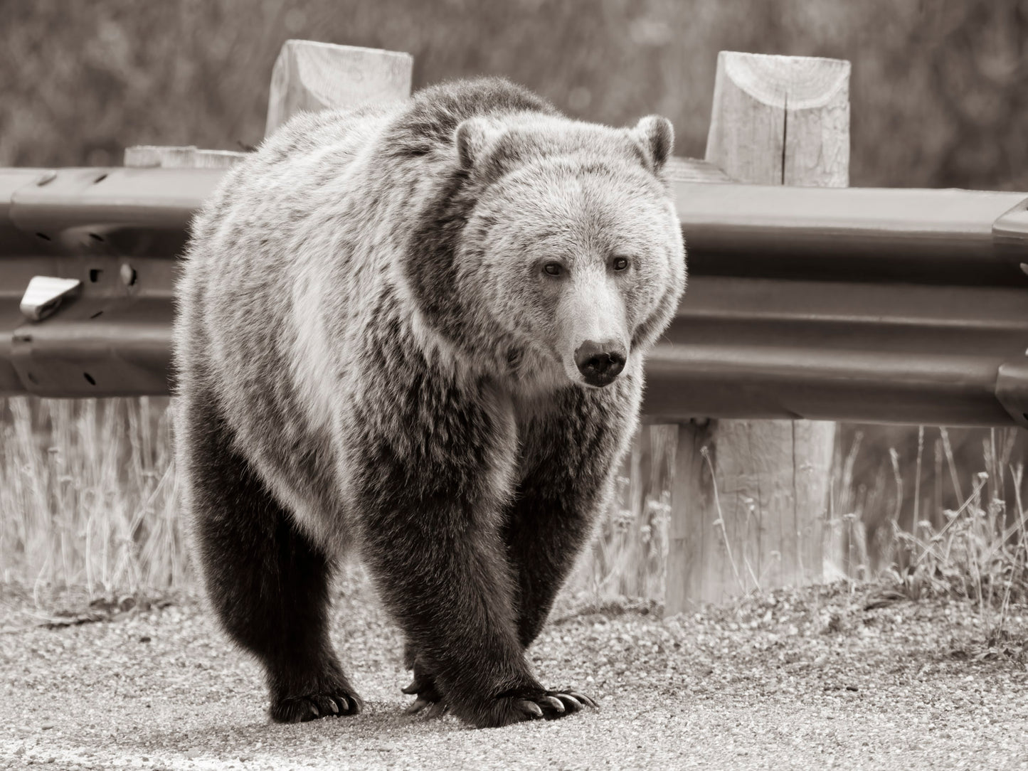 "Bear Lane" By Kyle Moon