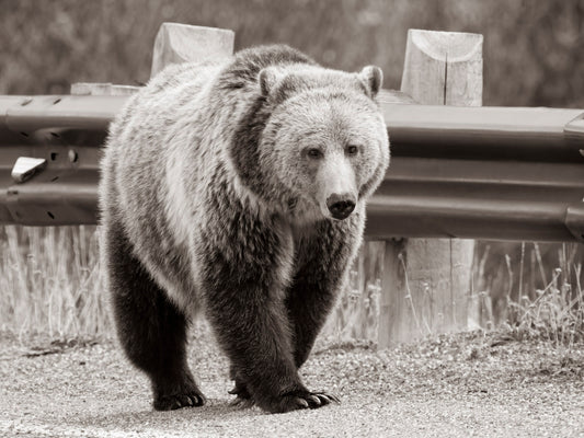 "Bear Lane" By Kyle Moon