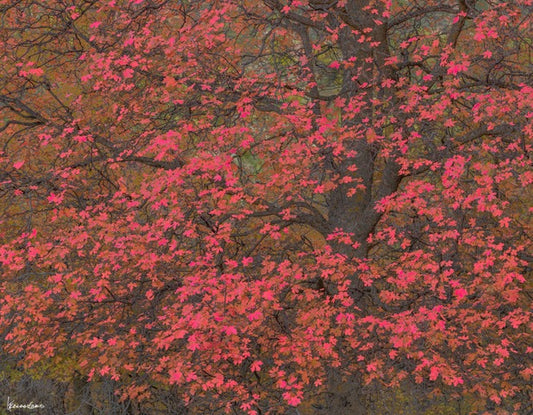 "Over the Top" By George Kalantzes